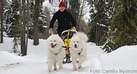 Samojedhund