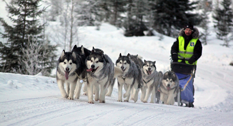 Malamute
